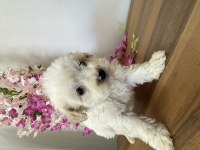 Bichon frise köpeği