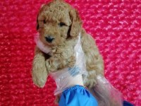 Toy poodle köpeği
