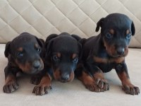 Kaliteli King Dobermanlar