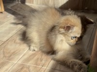 Baby Doll Kedimizi İsteyenler