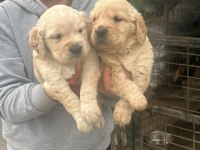 Orjinal Golden Retriever Yavrular