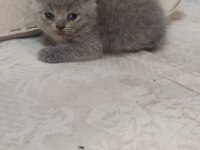 BRİTİSH SHORTHAİR MİNİKLER