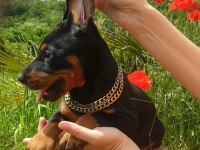 Irk garantili doberman yavrularımız