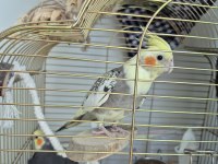 Yavru Vermiş Sağlıklı Çift Sultan Papağanı