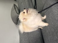 6 Aylık Dişi Pomeranian Boo Aşıları Tam Cipli