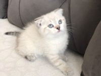 A kalite yavru scottish fold