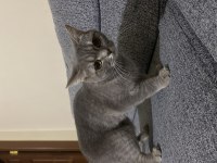 Scottish fold pamuğumuzu sahiplendirmek istiyoruz