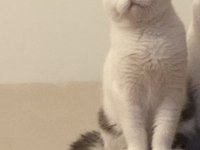 Ücretsiz British Shorthair Chocolatte Van