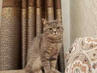 British longhair 5 aylık kedimiz