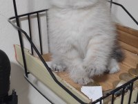 Scottish fold kedisi