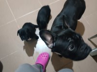 Erkek french bulldog bebekler sahiplerini bekliyor 1.5 aylık