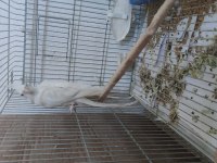 Sağlıklı Kalem gibi bakıcı eş Albino sultan