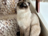 2 yaşında scottish fold ücretsiz
