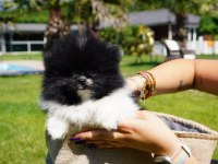 Efsane Pomeranian Bebeklerimiz İstanbul