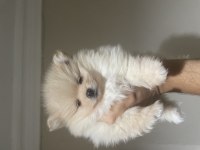 Pomeranian boo parazit uygulaması yapılmış 35 günlük