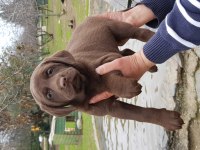İSTANBUL KÖPEK ÇİFTLİĞİ LABRADOR YAVRULAR