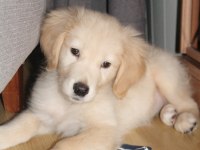 2.5 Aylık Dişi Golden Retriever Yavru