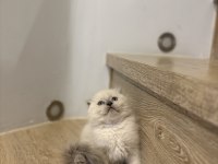 SCOTTISH FOLD LONGHAIR YAVRULARIM 
