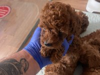 Efsane poodle yavrularımız