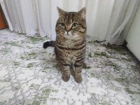 British shorthair kahve rengi 10 aylık