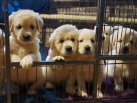 Golden Retriever Gelip Görerek Alabilirsiniz