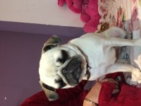 Pug mops dişi köpeğimiz