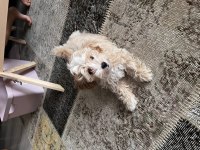 Maltipoo kore bebek yüz yavru