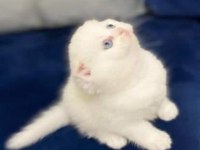 ANTALYA BRİTİSH SHORTHAİR KEDİLERİMİZ