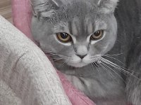 Ponçik british shorthair kızıma yeni bir yuva arıyoruz