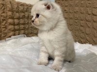 Güzel kızımız yuva arıyor scottish fold