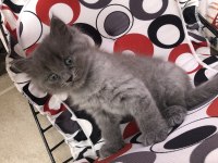 British Longhair 1.5 aylık yavru
