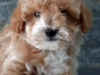 TEA CUP MALTİPOO YAVRULARİ İSTANBUL 