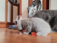 Uygun British shorthair Yavrular