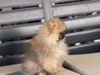 POMERANİAN BOO BEBEKELER