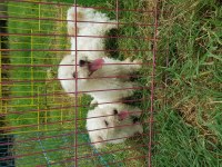 Maltipoo karbeyaz bebekler
