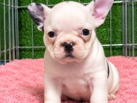 Sağlıklı fransız bulldog yavrular