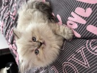Biblo british longhair yavrular