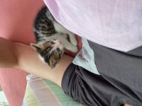 ÜCRETSİZ SAHİPLENDİRME KEDİMİZ