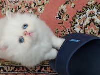 Teslime Hazır Erkek ve Dişi İran Kedisi Yavrular