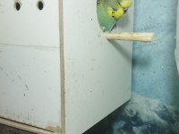 Sağlıklı yavru muhabbet kuşları