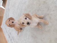 2 AYLIK COCKER YAVRULARI DİŞİ