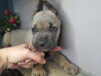 Safkan cane corso yavrular