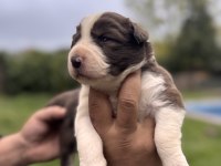 En Zeki ırk Border Collie
