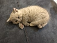 British shorthair lilac