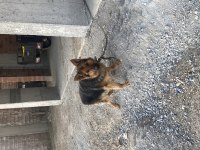 Orijinal şecereli k9 alman kurdu
