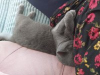 British shorthair 4 aylık