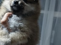 Pomeranian Erkek Ve Dişi Yavrularımız
