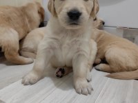GOLDEN RETRİEVER KÖPEĞİ