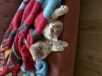 British longhair kedisi