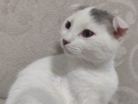 3 aylık scottish fold kedimiz